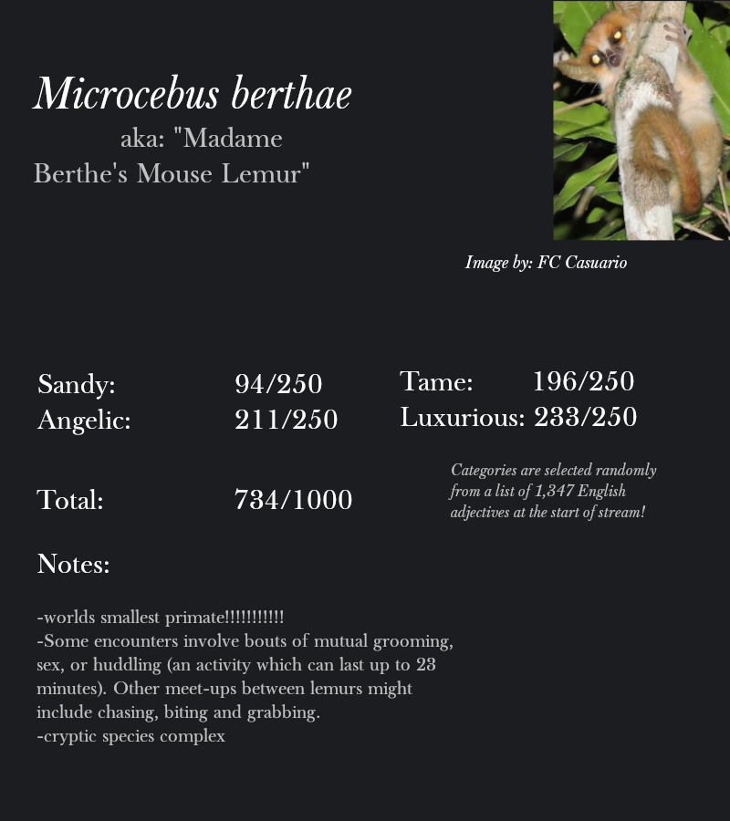 Microcebus berthae